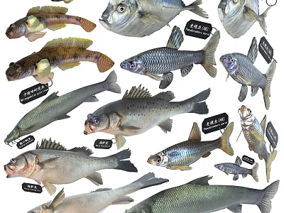 Various Freshwater Fish Species Collection Display With Specimens And Labels 3d model