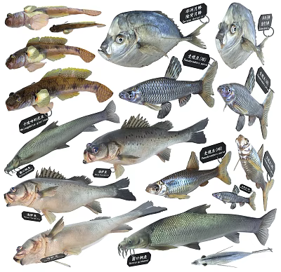 Various Freshwater Fish Species Collection Display With Specimens And Labels 3d model Various Freshwater Fish Species Collection Display With Specimens And Labels 3d model