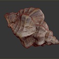 conch bone snail snail field snail shellfish marine animal fish freshwater fish marine fish animal 3d model