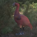 Red Crested Flying Bird Standing On Grassy Field With Natural Surroundings