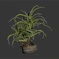 Aloe Vera Plant With Green Spiky Leaves In Terracotta Pot For Indoor Decor