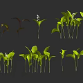 Collection Of Various Fresh Green Plants With Different Leaf Shapes And Stems