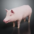 Realistic Full Body Pink Pig Standing on Dark Background with Reflection 3d model