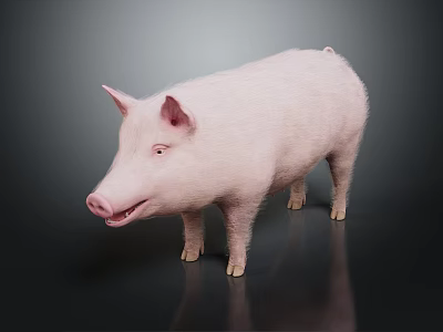 Realistic Full Body Pink Pig Standing on Dark Background with Reflection 3d model