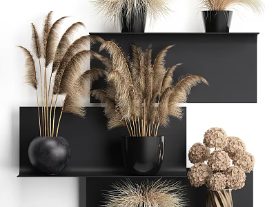 Potted Plants On Black Shelves With Feathery Leaves And Round Flowers For Modern Indoor Decor 3d model