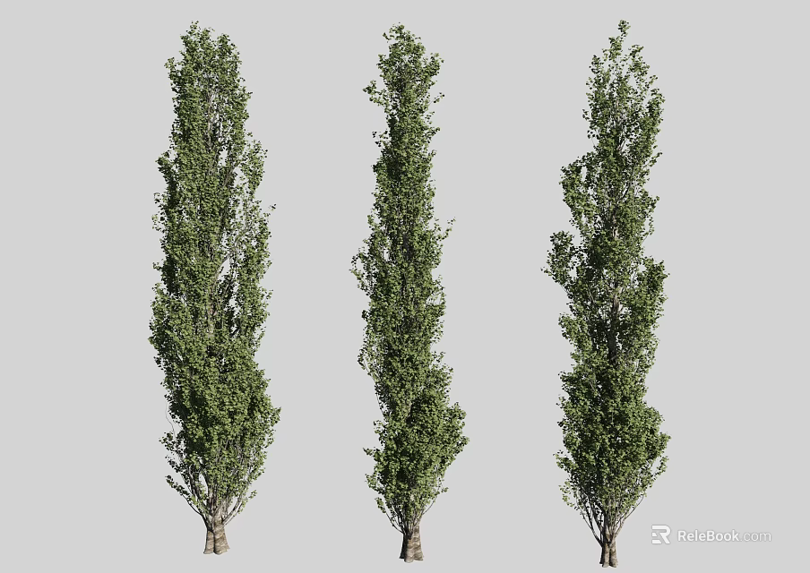 Three Tall Arbor Trees With Lush Green Foliage Standing Against Gray Backdrop 3d model 