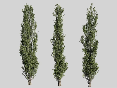 Three Tall Arbor Trees With Lush Green Foliage Standing Against Gray Backdrop 3d model