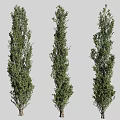 Three Tall Arbor Trees With Lush Green Foliage Standing Against Gray Backdrop