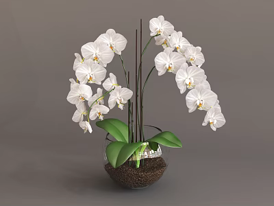 Elegant Bonsai Potted Plant With White Orchid Flowers Green Leaves And Brown Pot 3d model