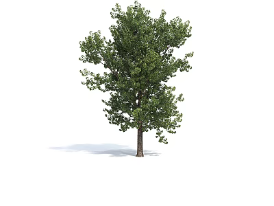Tall Healthy Tree With Lush Green Leaves Strong Trunk And Dense Canopy 3d model