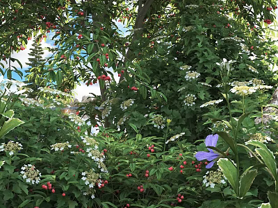 Lush Flowering Shrubs With Red Berries White Blossoms And Green Leaves 3d model