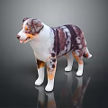 Australian Shepherd Dog With Brown White Black Spots Standing On Dark Background With Reflection