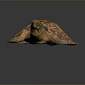 Detailed Reptile Sea Turtle With Orange Brown Patterned Shell On Dark Surface 3d model