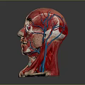 Medical Device Human Head Anatomical Model Displaying Muscle Vessel Structure For Medical Education
