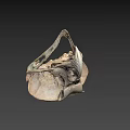 Natural History Collection of Bird Skulls with Detailed Anatomical Features
