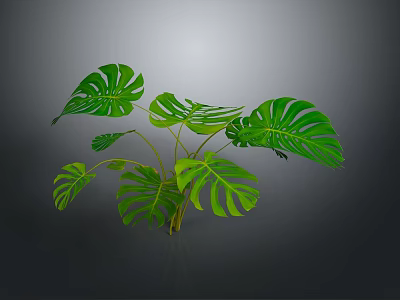 Monstera Plant With Large Green Perforated Leaves Isolated On Dark Background 3d model