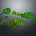 Monstera Plant With Large Green Perforated Leaves Isolated On Dark Background