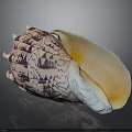 Organ And Hair Like Textures In Purple White Shell With Orange Interior