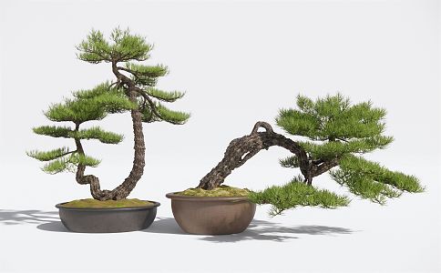 New Chinese Bonsai Pine Bonsai Green Plant 3d model