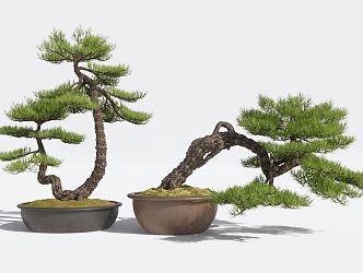 New Chinese Bonsai Pine Bonsai Green Plant 3d model