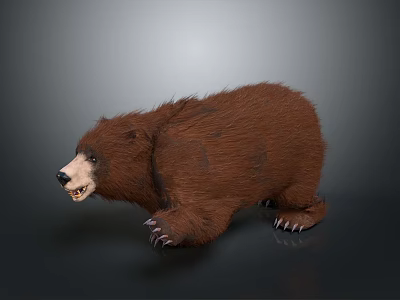 Bear Little Bear Black Bear Polar Bear Wild Bear Cartoon Bear Anime Bear Land Animal 3d model