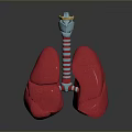 3D Anatomical Organ Model With Red Tissue And Hair Like Striped Appendages