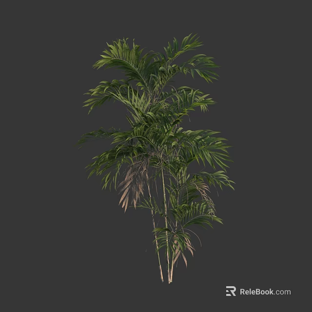 Lush Tall Tree with Pinnate Green Leaves and Slender Trunk in Healthy Growth 3d model 