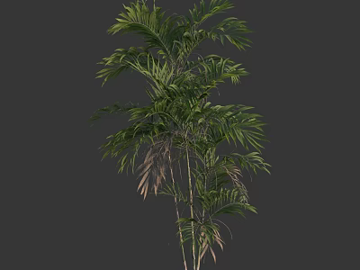 Lush Tall Tree with Pinnate Green Leaves and Slender Trunk in Healthy Growth 3d model