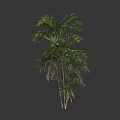 Lush Tall Tree with Pinnate Green Leaves and Slender Trunk in Healthy Growth
