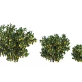 Three Green Flowering Plants Featuring Yellow Blooms in Various Sizes