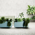Modern Bonsai Potted Plants With Blue Containers And Diverse Green Foliage In Gray Indoor Space