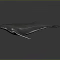 Realistic Gray Whale 3D Model With Lifelike Swimming Pose And Smooth Surface 3d model
