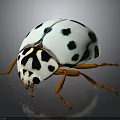 White Ladybug With Black Spots Orange Legs And Black And White Patterned Head 3d model