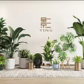 Lush Bonsai Potted Plants With Various Greenery In Different Planters Indoor Setup