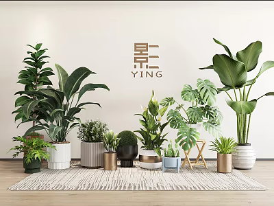 Lush Bonsai Potted Plants With Various Greenery In Different Planters Indoor Setup 3d model