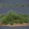 Diverse Green Shrubs Collection With Various Forms And Natural Ground Cover 3d model