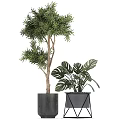 Various Bonsai and Potted Green Plants with Large Leaves Ferns and Modern Black Grey Planters