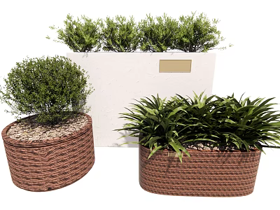 Lush Green Bonsai Potted Plants in Woven Round and Rectangular Planters 3d model
