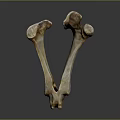 Knee Bone Leg Bone Joint PBR Model Game Model Game Item 3d model