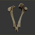 Knee Bone Leg Bone Joint PBR PBR Model Game Model Game Item 3d model