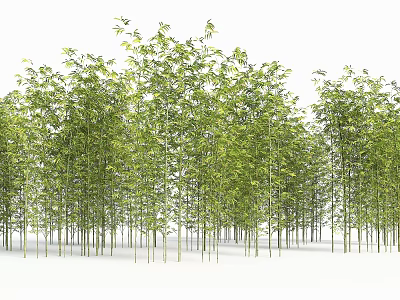 Tall Bamboo in Grove with Lush Green Leaves and Natural Scene 3d model