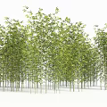 Tall Bamboo in Grove with Lush Green Leaves and Natural Scene