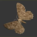 Brown Moth With Delicate Detailed Textured Wings Displaying Open Wing Structure