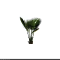 Tropical Arbor With Green Yellow And Purple Palm Leaves In Dark Background