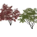 Vibrant Arbor Trees With Green And Red Leaves For Landscape Design