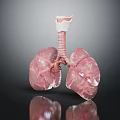 Human Lung Anatomical Model Featuring Trachea Bronchial Tree And Vascular Texture 3d model