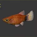 Vibrant Red Fish With Black And White Tail Swimming In Water With Reflection