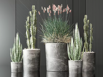 Potted Bonsai Cactus Succulents In Gray Concrete Pots Different Sizes Dark Vertical Stripes Background 3d model