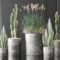 Potted Bonsai Cactus Succulents In Gray Concrete Pots Different Sizes Dark Vertical Stripes Background
