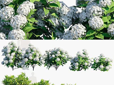 White Hydrangea Flowers With Lush Green Leaves And Garden Plant Displays 3d model